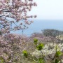松前公園・桜と日本海