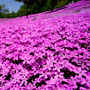 滝上公園・芝桜2